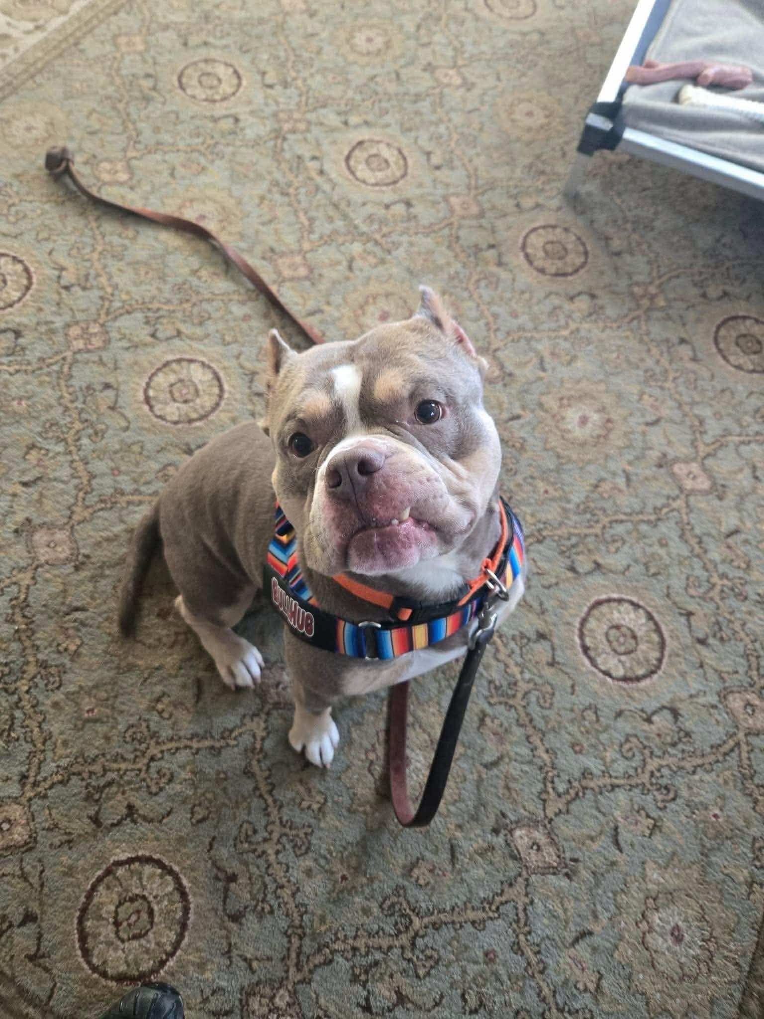Ozzy - American Bulldog