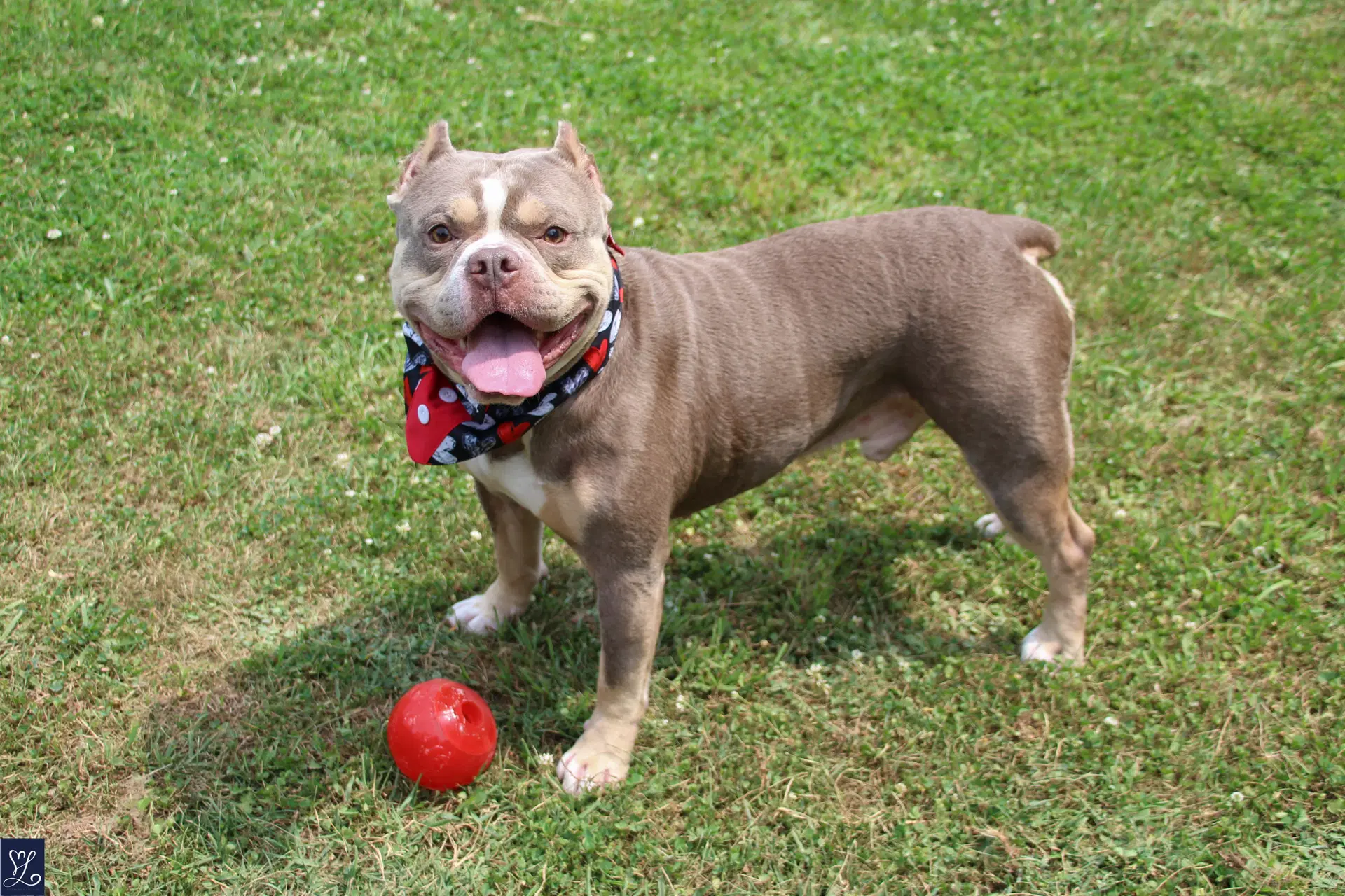 Ozzy image 4