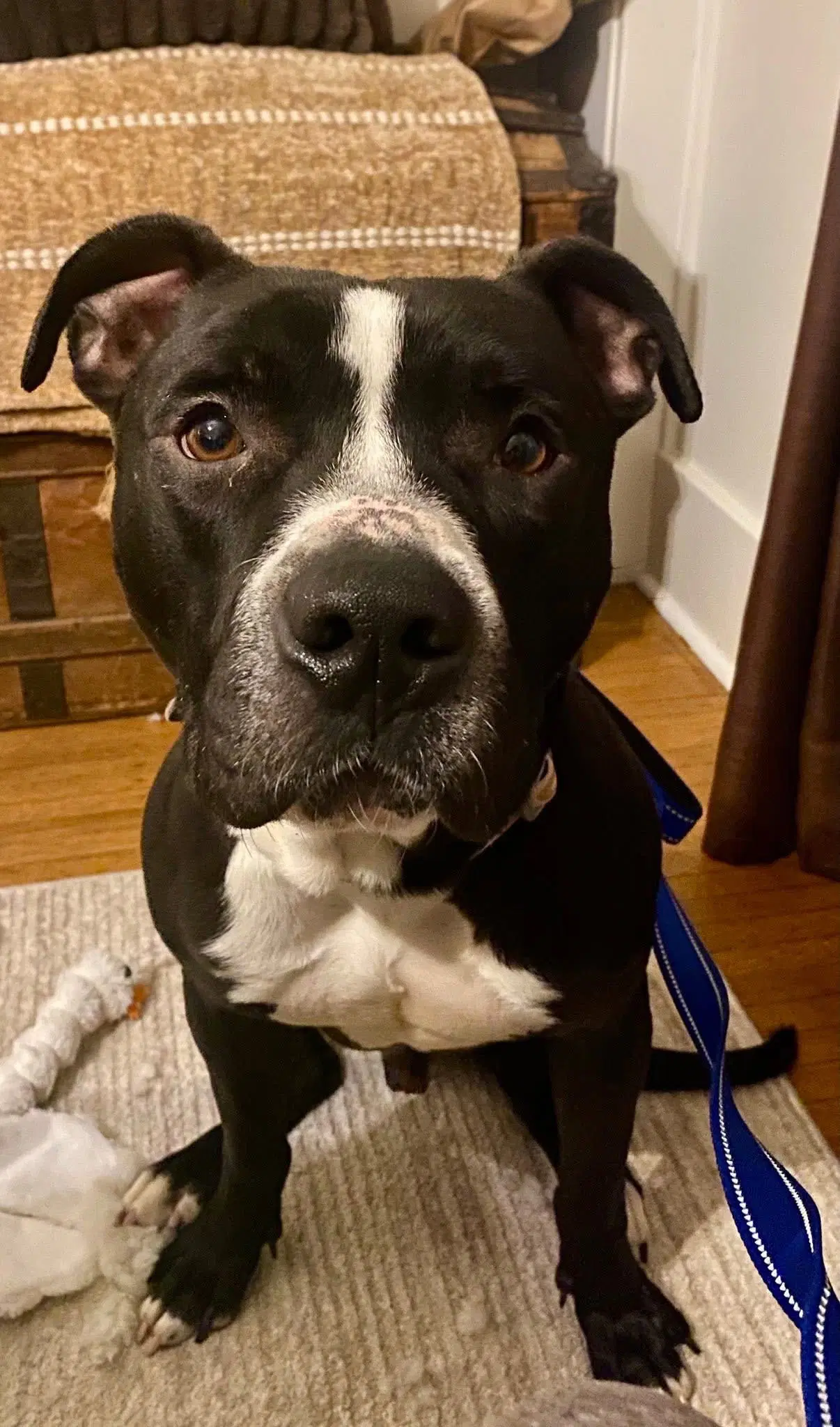 Zebo - American Pit Bull Terrier
