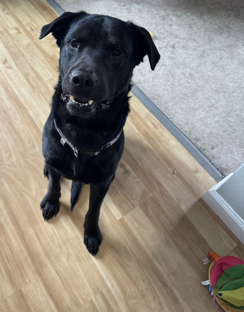 SHADOW - Labrador Retriever available for adoption
