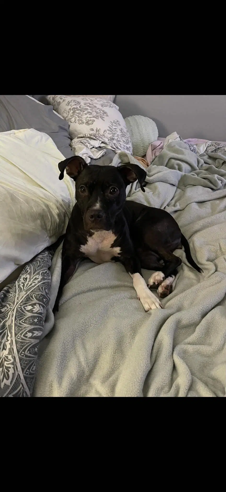 Lola image 4