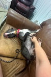 Lola