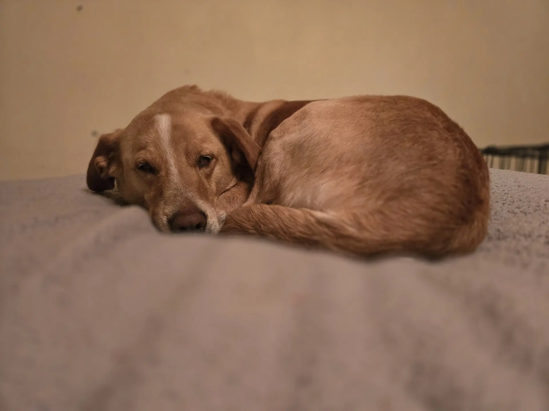 Millie image 3