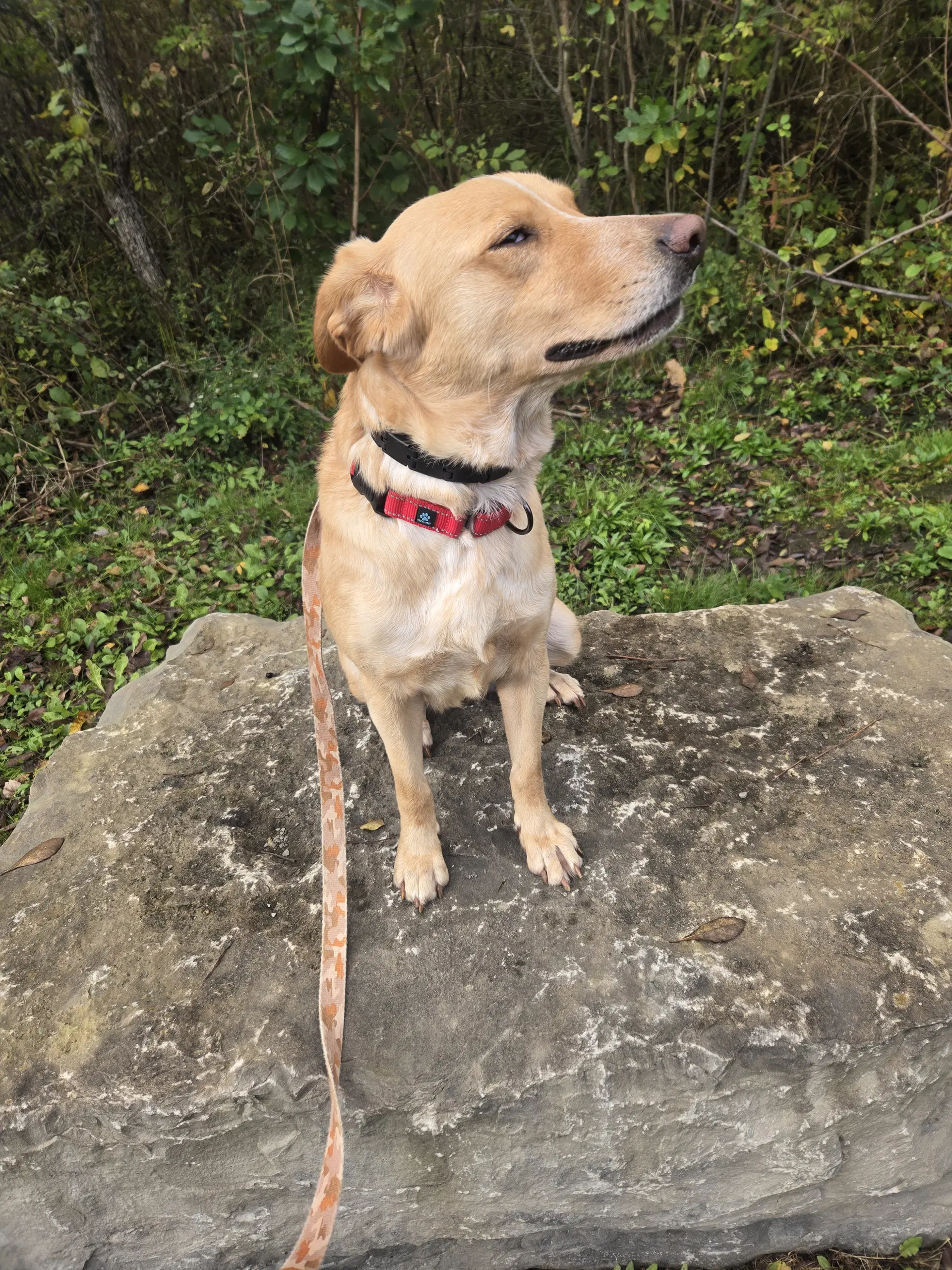 Millie image 4