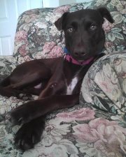 Daphne