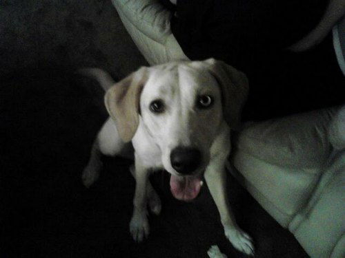 Shiloh