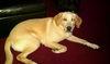 Shiloh