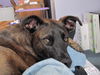 Shemp