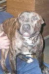 Capone