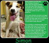 Simon