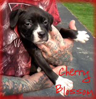 Cherry Blossom