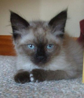 Zya