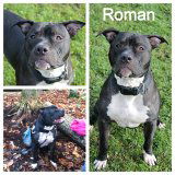 Roman