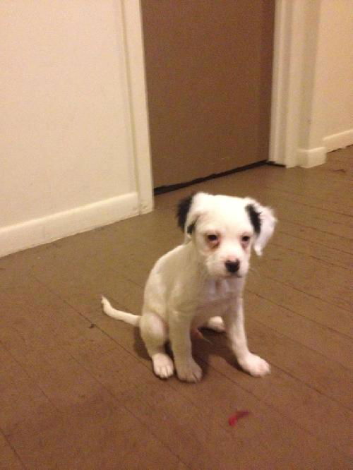 Cooper