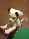 Cooper