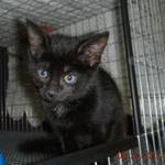 JAX
