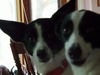 Runt