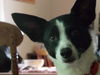 Runt