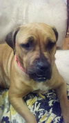 Holley