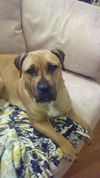 Holley
