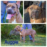 Auggie