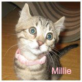 Millie