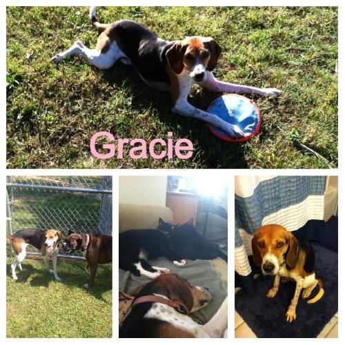 Gracie