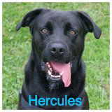 Hercules