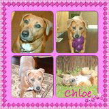 Chloe