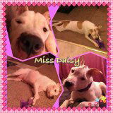 Daisy
