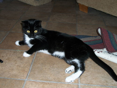 Mittens