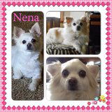 Nena