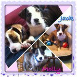 Molly