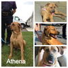 Athena