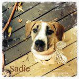 Sadie