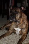 Sheena