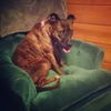 Sheena