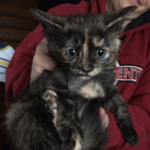 Arya