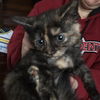 Arya