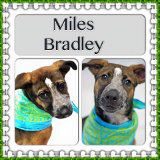 Miles Bradley