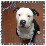 Murphy