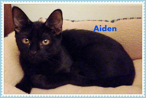 Aiden