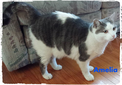 Amelia