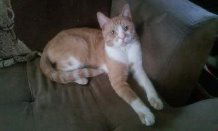 Morris