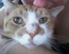 Morris
