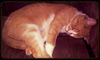 Morris