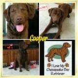Cooper