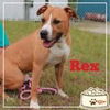 Rex