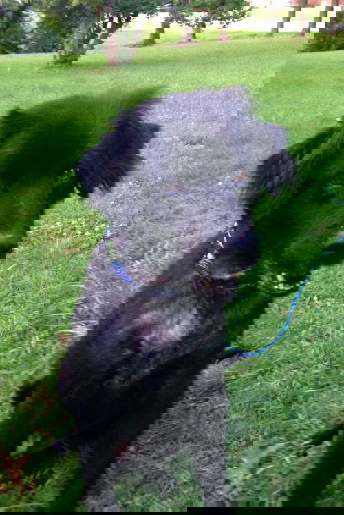 Rasta