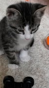 Ozzie